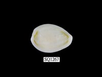 藏品(金環寶螺)的圖片